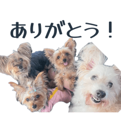 Ayu_20260608115724