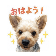 misa_20260608174021