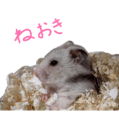 Hamu_20260608182819