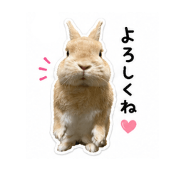 Harry of rabbit.