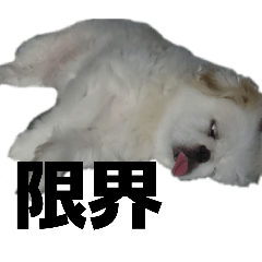 !!!!wanko!!!!