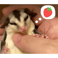 suger glider stamp chichichichi