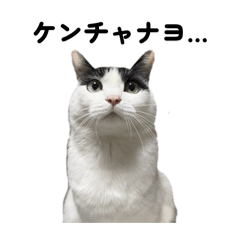 PinoCat_20260607163645