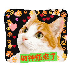 橘白貓阿咪的日常