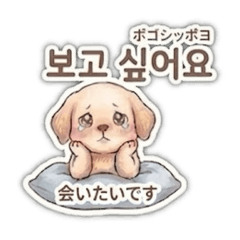 Korean Puppy Golden Retriever [Emotions]