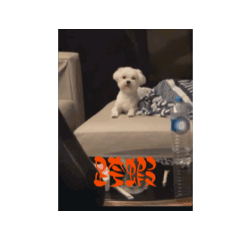 兩隻蕭dog