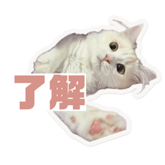 ayumi_20260607175014