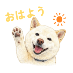 白柴可罗的温柔每一天