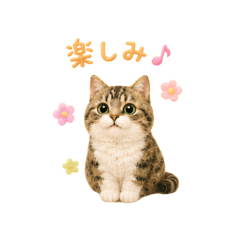 Fluffy Everyday Cat Stickers