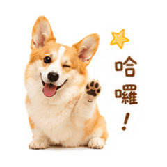 Q寶日常-常用招呼語