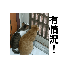 點點&橘寶2