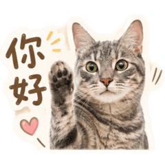 BuBu大胖子
