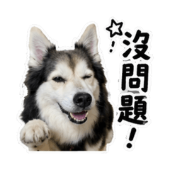 寶貝哞哞