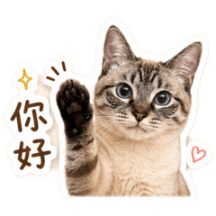 Tata小美女