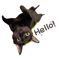 Three Black Cats (English)