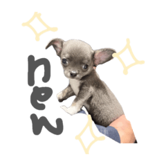 suzu_20260606011812