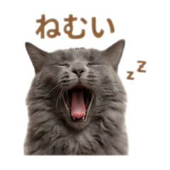 cat'snameisangel