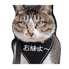 yopei_20260608172701