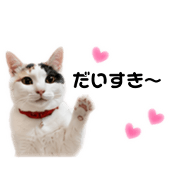 calico cat miiko
