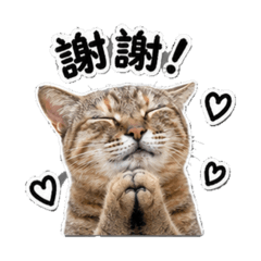 20260511瑁玳貓