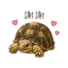 龜寶皮皮