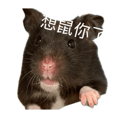 黑熊的內心OS