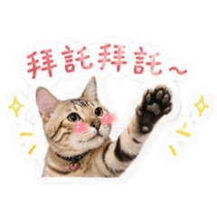 辜愛迪一家