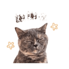 小麻糬來嘍