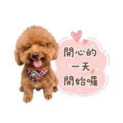 Q偶是貴賓