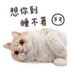 點點貓有話要說 喵 情侶篇
