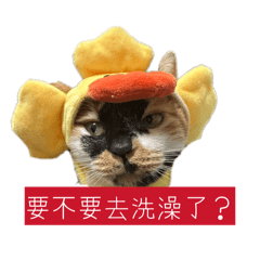 貓毛卯帽咪