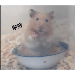 貓叔GO
