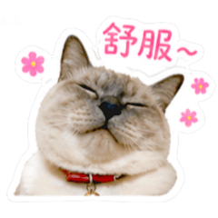 MIU咪嗚