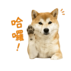 旺財的生活（日常版）