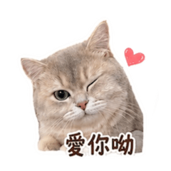 元寶-