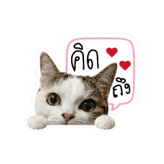 Meow haji
