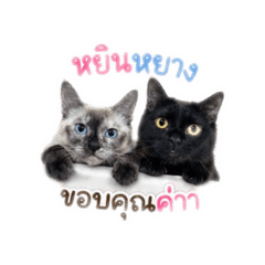 Narin_20260501113804