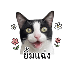 Catty_20260501114044