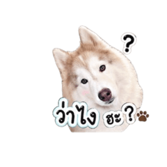 Siberian Husky V.4 Pee-Leo