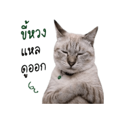 Meow_20260501130955