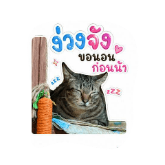 Cat_20260501132318