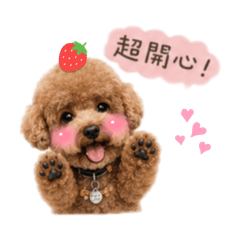 可愛貴賓Didi的日常