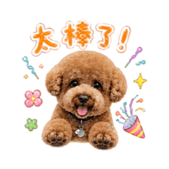 可愛貴賓Didi日常2