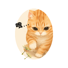 Orange Cat _(6)_