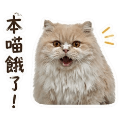 lovely cute catttttt