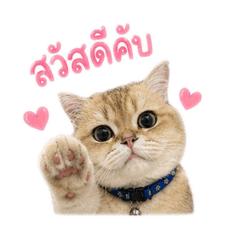 Areeya_20260501142257