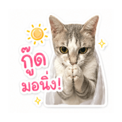 Mong Mong_20260501142321