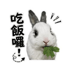 萌Q兔-阿布滴