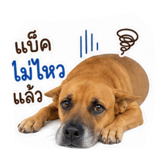 Back dog.