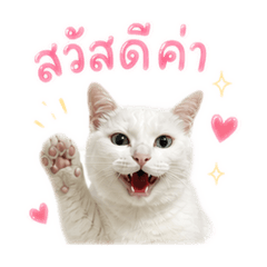 Pai pai_20260501144427